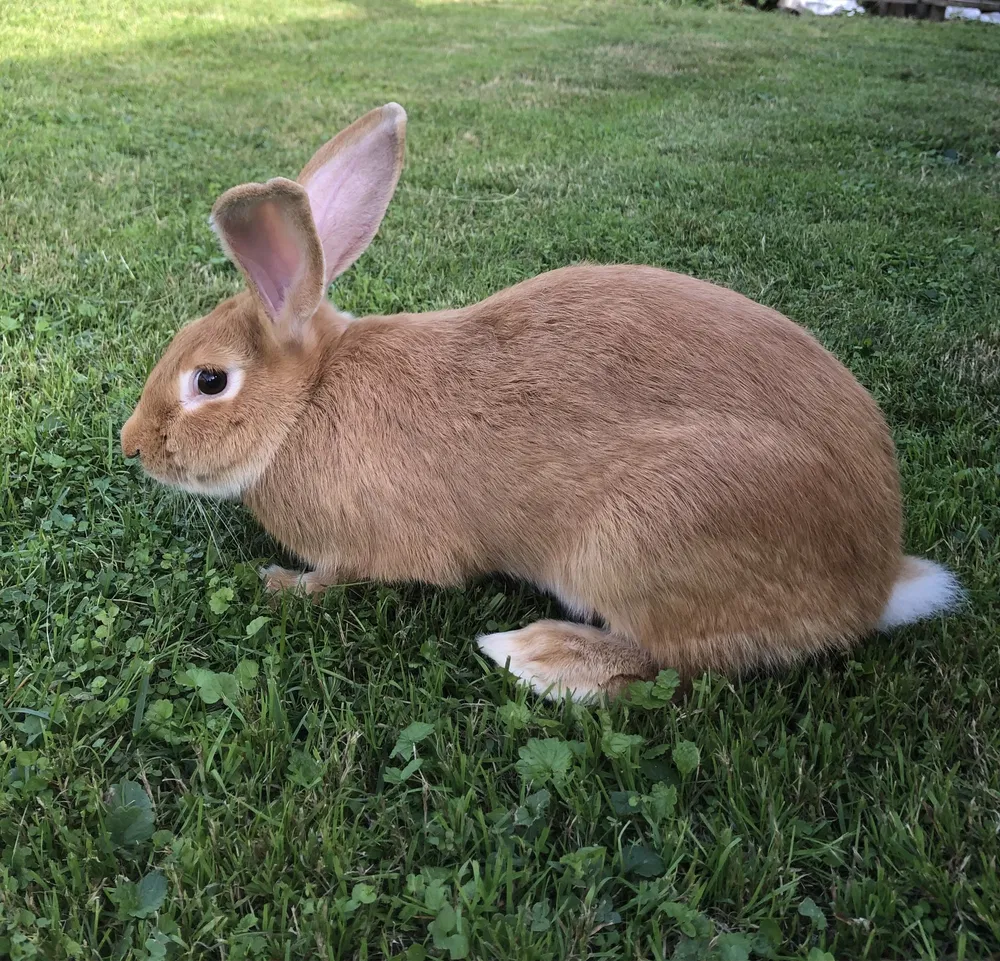 Бургундський кролик