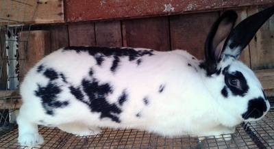 Метелик (англійський плямистий)