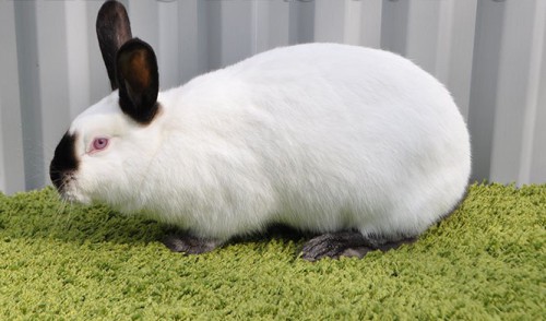 Каліфорнійський кріль