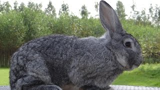 Шиншила велика