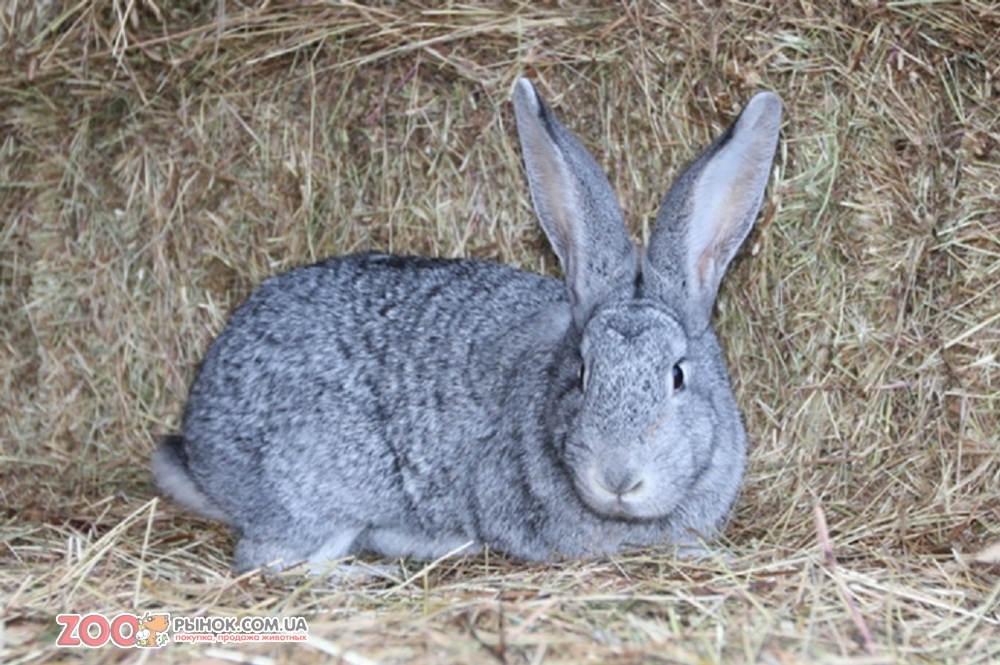 Шиншила радянська