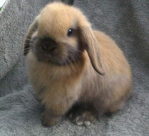 Карликовий баран