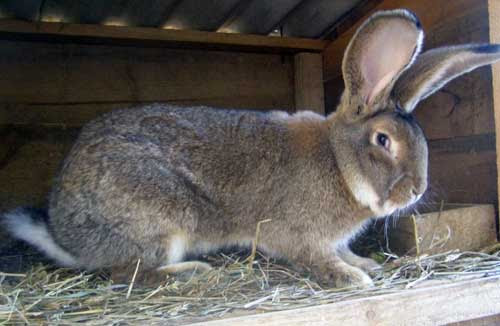 Фландр (бельгійський велетень)