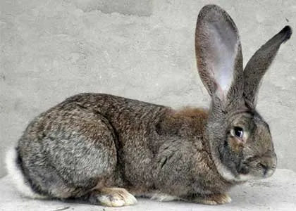 Сірий велетень