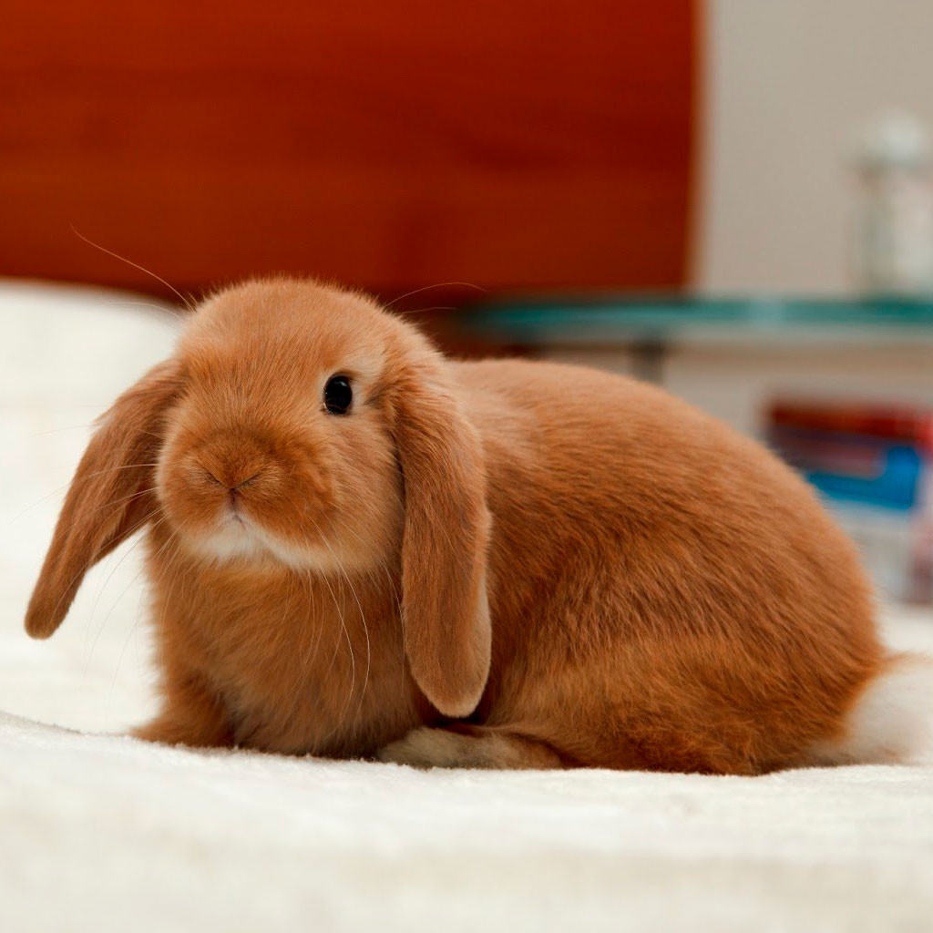 Голландський карлик