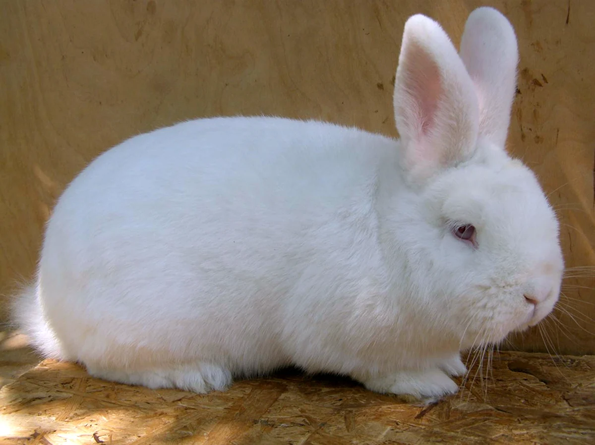 Новозеландський білий