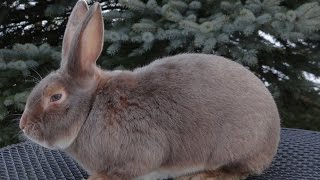 Сатиновий кріль