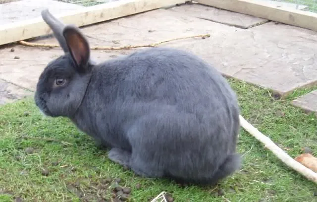 Віденський блакитний