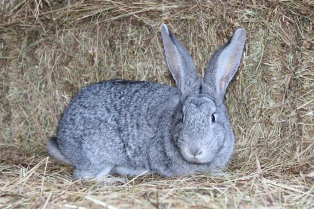 Породи кролів